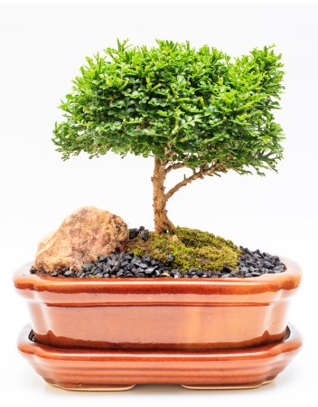 Image of Bonsai for Sale at our online shop