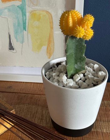 Cactus image with yellow flower